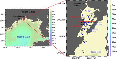 Assessing the sources and dynamics of organic matter in a high human impact bay in the northern Beibu Gulf: Insights from stable isotopes and optical properties